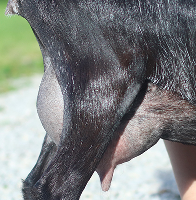 Lesperance Black Sabbath 